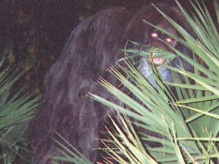 The Skunk Ape: Bigfoot’s Stinky Cousin
