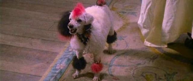 Putrid Pooches: 6 Terrifying Dogs from Horror Movies