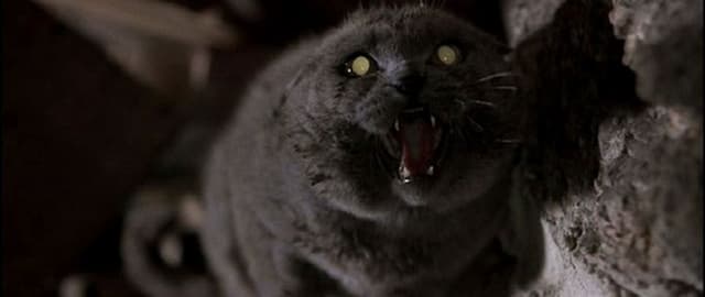 Frightening Felines: 13 of the Scariest Cats of Horror Films