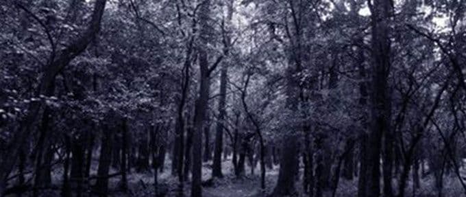 11 Haunted Forests You Should Never, Ever Step Foot In
