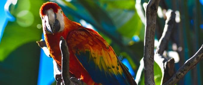 Parrots Who Helped Solve Gruesome Crimes