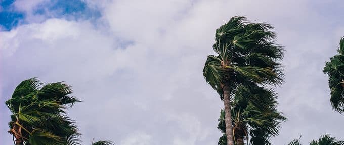 photo of palm trees in the wind