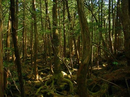 Aokigahara Forest: Japan’s Infamous Suicide Forest