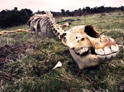 The Beast of Bodmin Moor